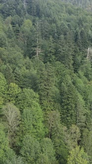 Aerial View of Trees in the Forest