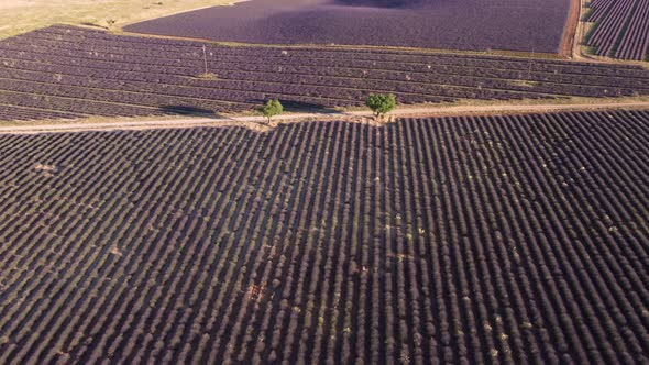 Plateau de Valensole lavender field