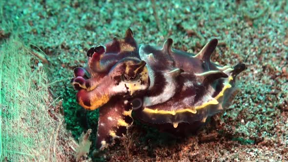 Flamboyant Cuttlefish (Metasepia Pfefferi) feeding and changing colors