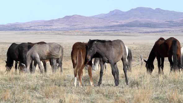 Wild horses nipping at each other