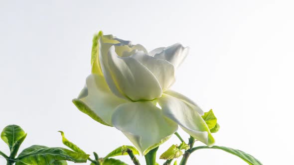 Timelapse of Beautiful White Gardenia Jasmine Flower Blooming on White Background
