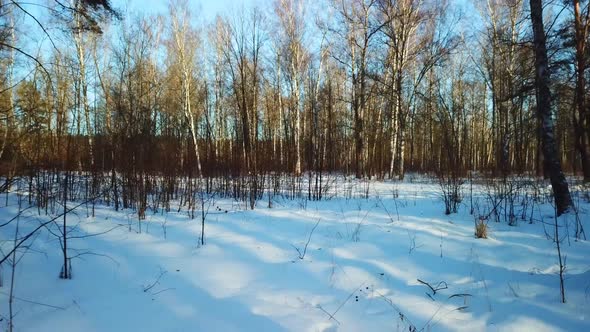 Frost And Sun In Mazurino Park 11