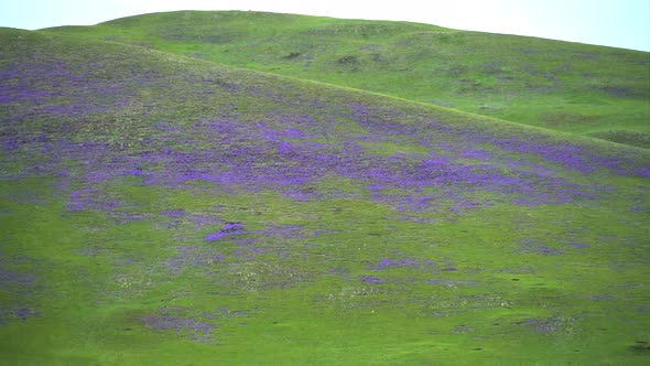 Meadow Covered With Purple Flowers on Treeless Hills