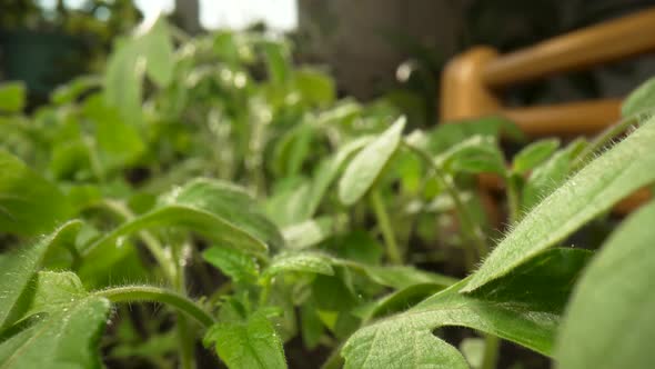 Young Green Seedlings of Tomatoes Grown on Ground in a Greenhouse