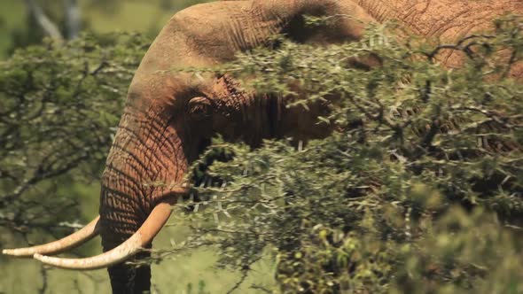An African Bush Elephant Walking Alone Behind The Plants Inside The El Karama Lodge. -medium shot
