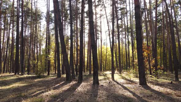 Forest with Trees in the Fall During the Day