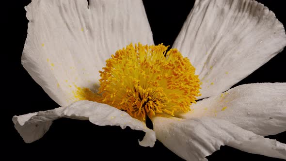 Macro shot of a Matilija Poppy over a black background