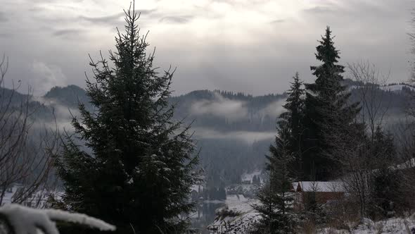 Misty forest seen through fir trees