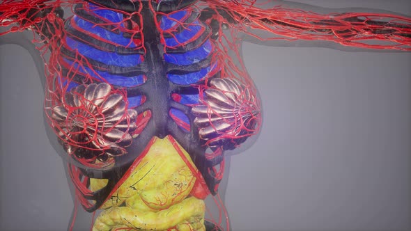 Human Anatomy Illustration with All Organs