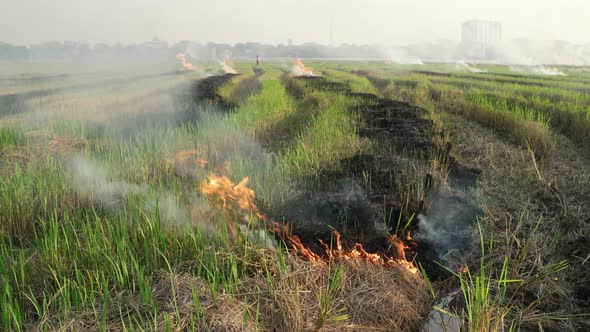 Open burning in the farm produce dark debris