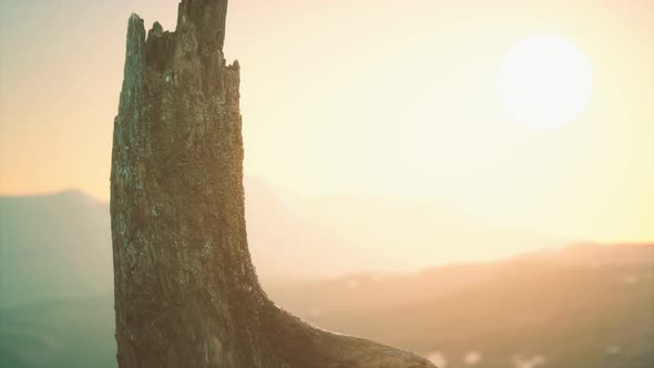 Old Tree Stump Trunk on the Hill at Sunset