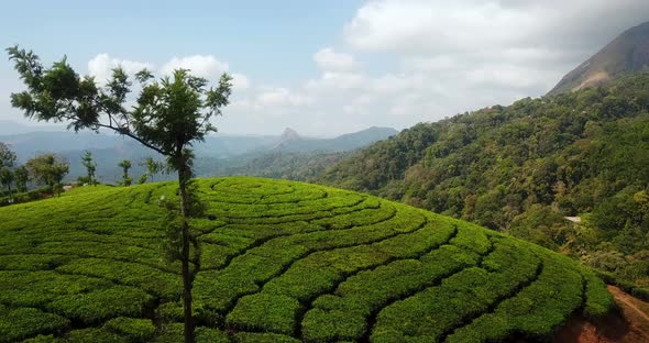 Tea garden plantation terrace located in Munnar India rural drink industry above green hills with la