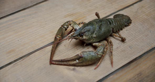 Healthy and Active Fresh River Lobster or Crayfish Walking in a Tabel. V4