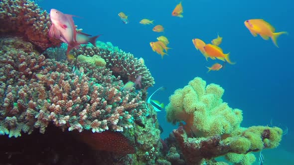 Tropical Colorful Marine Life