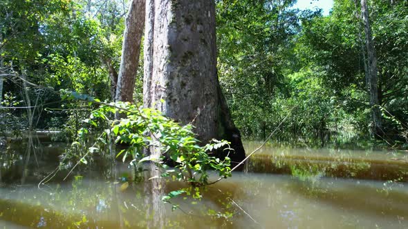 Stunning landscape of Amazon Forest at Amazonas State Brazil.