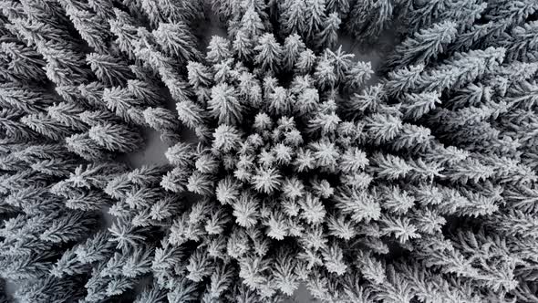 Aerial Flying Above Winter Forest in Mountain Valley 