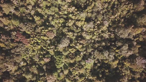 Rainforest top-down aerial view