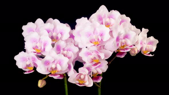 Blooming Pink Orchid Phalaenopsis Flowers