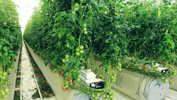 Rows of Green Tomatoes in the Warmhouse Being Irrigated