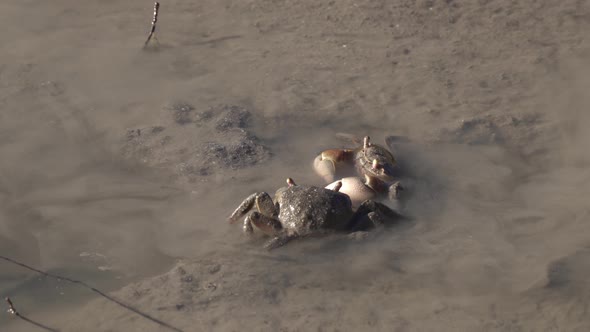 Close view of two neohelice granulata crabs crawling in muddy water