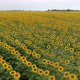 Flight Over Sunflowers - VideoHive Item for Sale