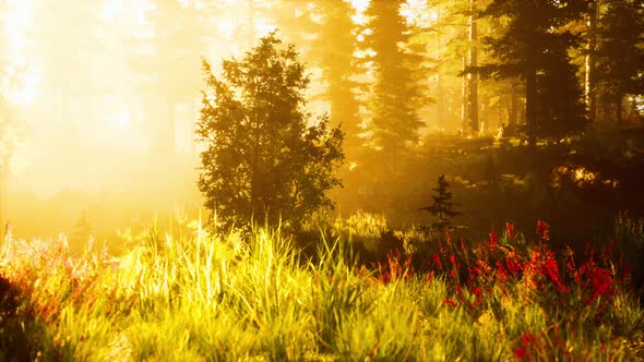 Coniferous Forest Backlit By the Rising Sun on a Misty Day