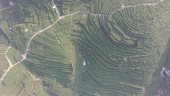 Tea plantation in mountain