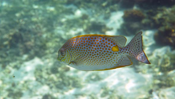 Underwater Video of Golden Rabbitfish Siganus Guttatus School in Coral Reef