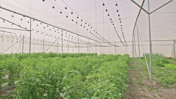 Vegetables growing in a greenhouse