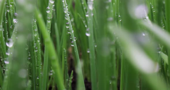 Green Grass Closeup Super Macro Shooting