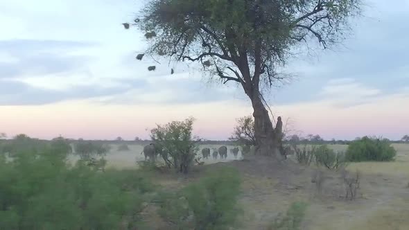 stampede of elephants walk away