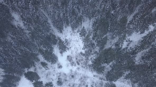 Aerial of snowy mountains pines in the middle of the forest in Carpathian mountains at winter