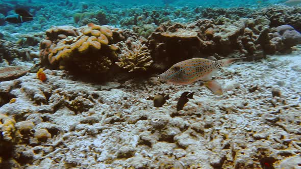 Canthigaster Compressa Fish Swimmming Along of Coral Reef in Raja Ampat Indonesia