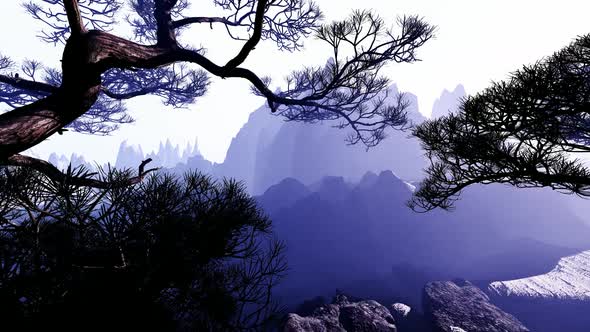 Mountain Gorge With Growing Pine Trees