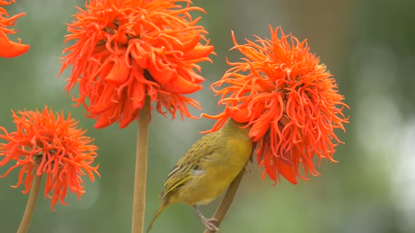 Yellow bird finding food in orange flowers