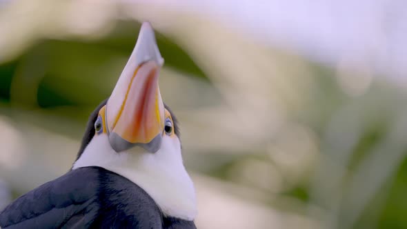 Close Up of a Ramphastos Toco Bird Turning Its Head with a Beautiful Long Orange Beak with a Forest