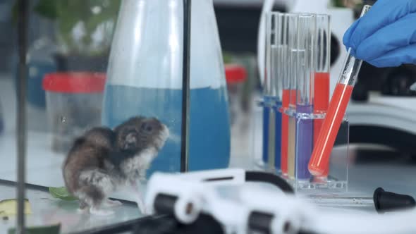 Close-up of Working Process in Chemistry Laboratory with Test Tubes, Mice and Modern Instruments