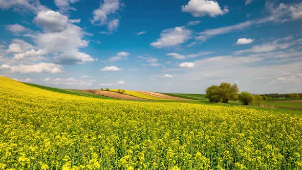 Rapeseed or Canola Fields in Full Bloom, Countryside Landscape.