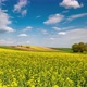 Rapeseed or Canola Fields in Full Bloom, Countryside Landscape. - VideoHive Item for Sale