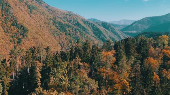 Autumn Forest Aerial