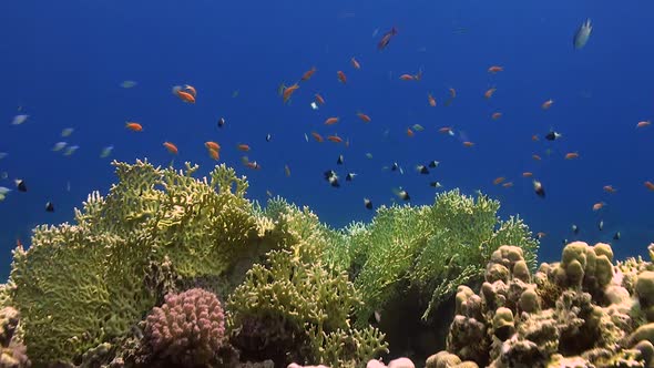 coral reef with fire corals and orange reef fish in the Red Sea