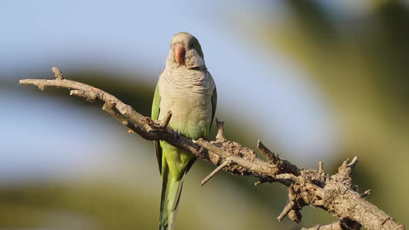 Exotic quaker parrot, monk parakeet, myiopsitta monachus perched on tree branch, sunbathing and enjo