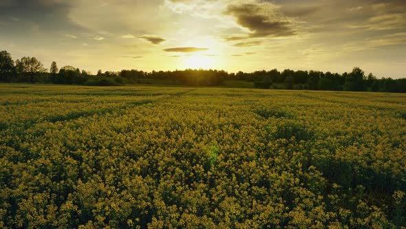 Flowering Rapeseed Field at Sunset, Timelpase