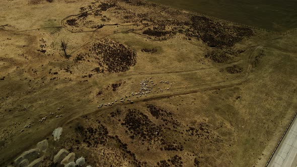 A Herd of Sheep Taken From a Great Height