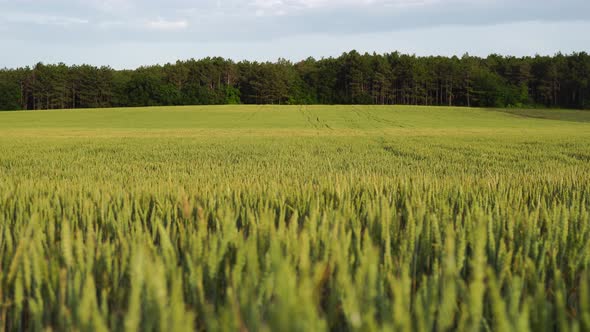 Green Wheat Field in Countryside Close Up