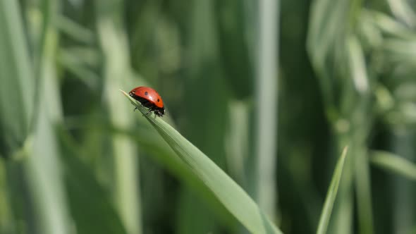 Red Coccinellidae beetle close-up 4K 2160p 30fps UltraHD footage - Ladybird on the grass  shallow DO