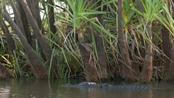 tracking shot of a swimming saltwater crocodile at corroboree billabong