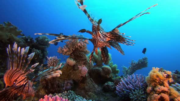 Tropical Colorful Lion Fish