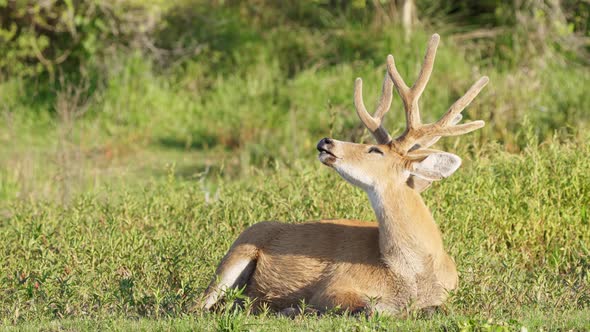 Peaceful marsh deer, blastocerus dichotomus with majestic antlers, lying down and taking an afternoo