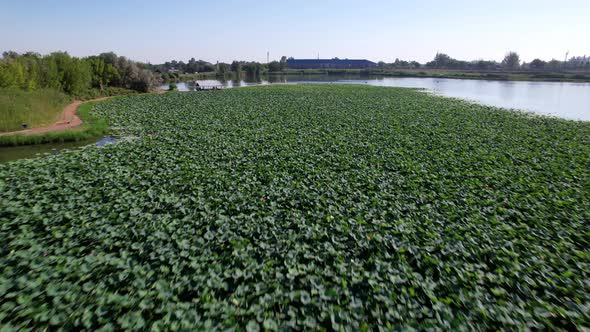 People Swim on Sup Boards in a Pond with Lotuses